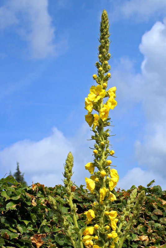 Коровяк черный (Verbascum nigrum)