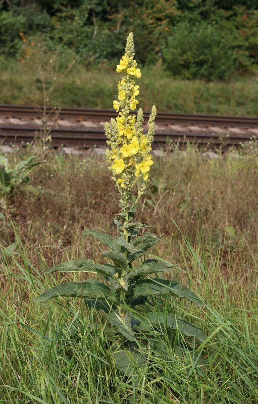 Коровяк Медвежье ухо ( Verbascum Thapsus l.)