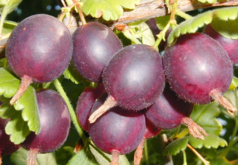 Йошта/ribes Jostaberry