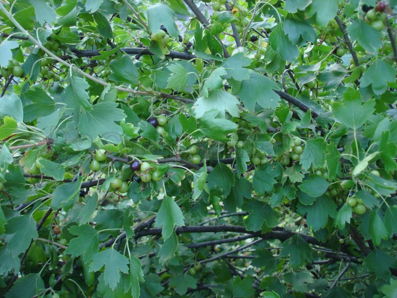 Йошта кустарник листья