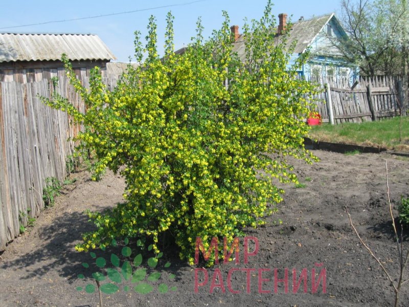 Йошта высота куста