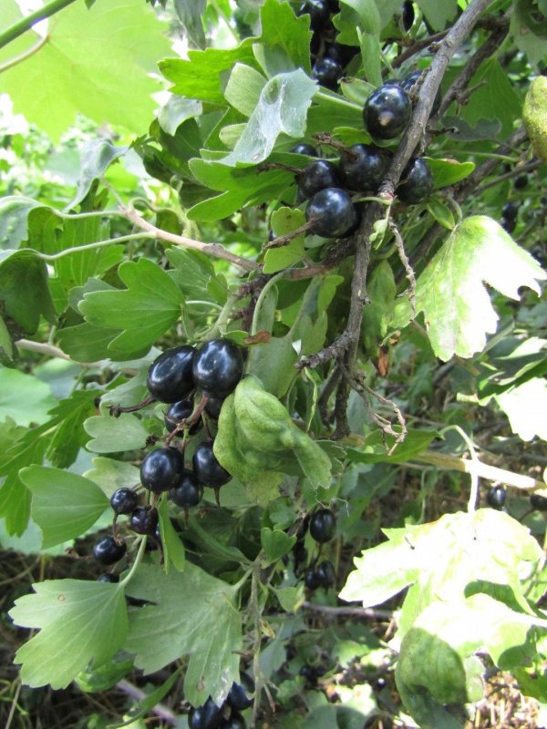 Wax current ягода