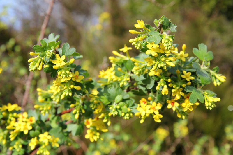 Смородина черная – ribes nigrum