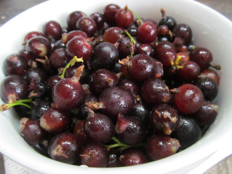 Смородина золотистая (ribes Aureum) кустарник