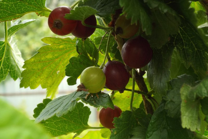 Смородина золотистая (ribes Aureum) кустарник