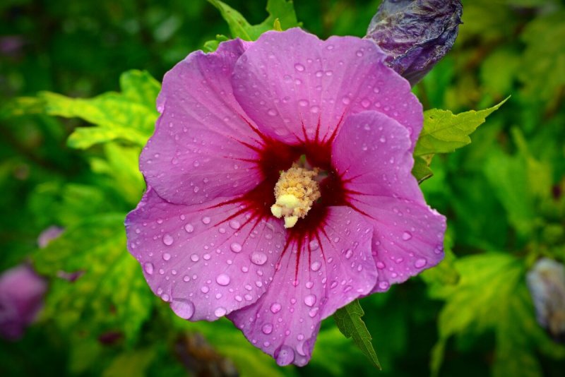 Althaea officinalis