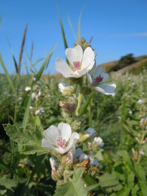 Althaea officinalis