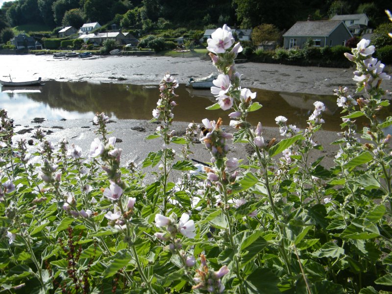 Althaea officinalis