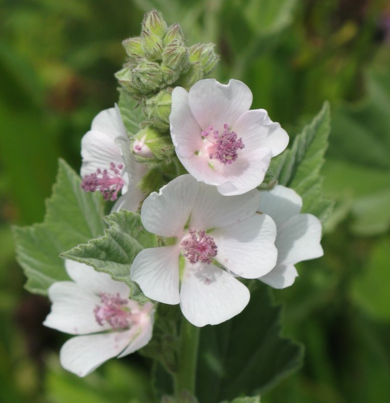 Althaea officinalis l. Алтей лекарственный
