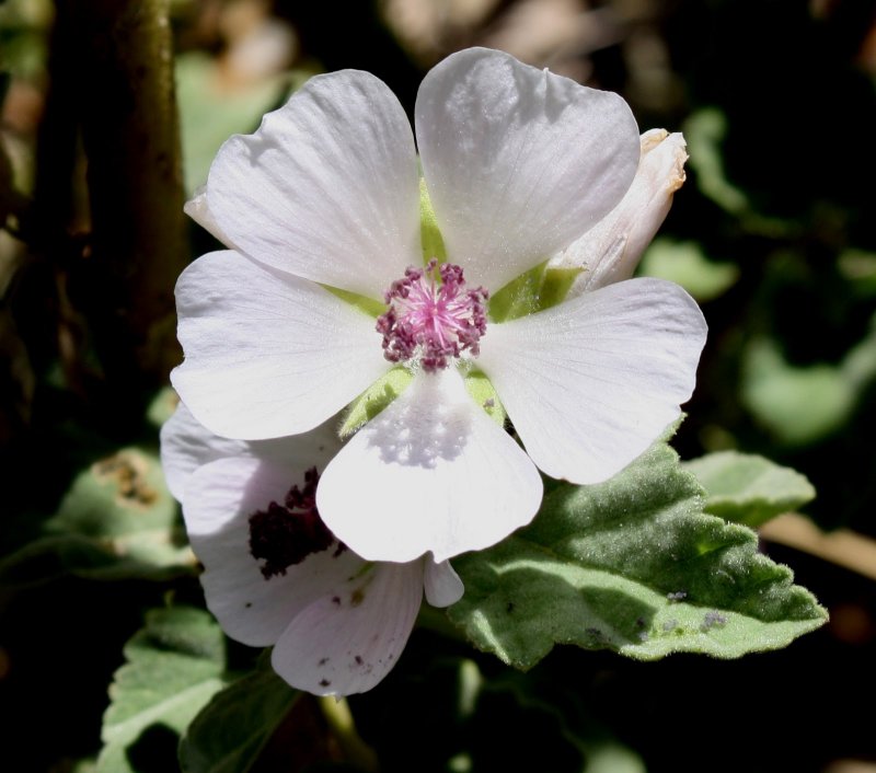 Althaea officinalis гер