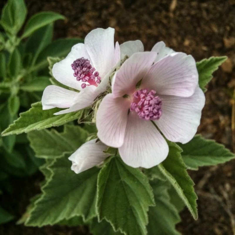 Althaea officinalis