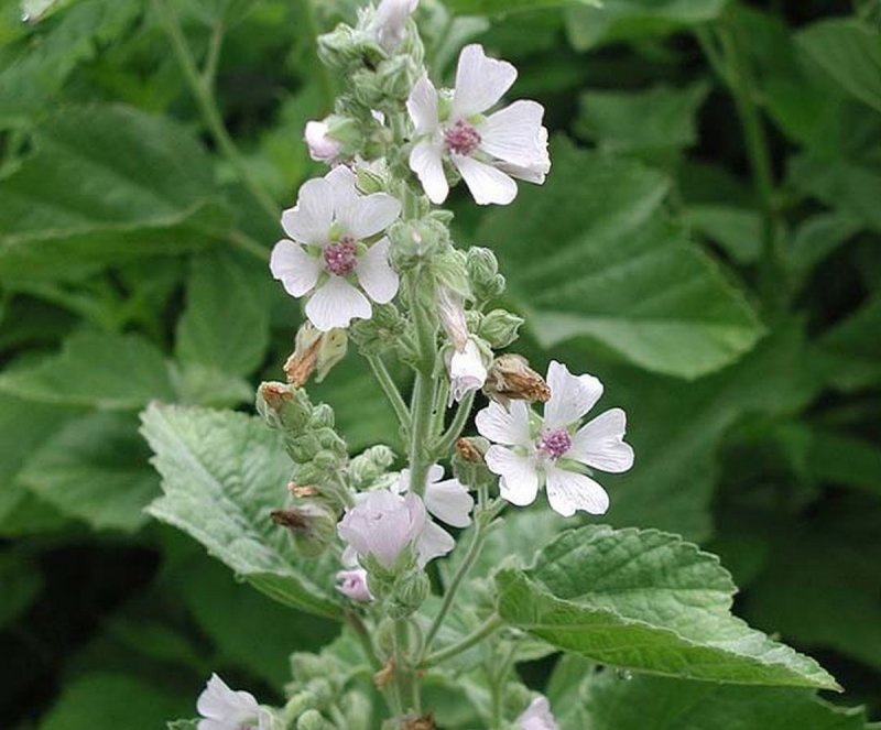 Althaea officinalis