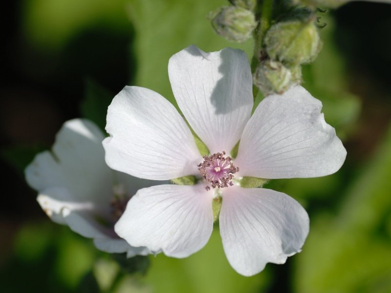 Алтей лекарственный (Althaea officinalis)