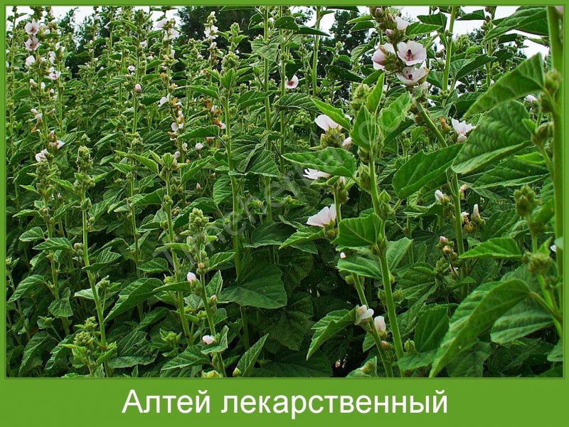 Алтей лекарственный Удмуртии