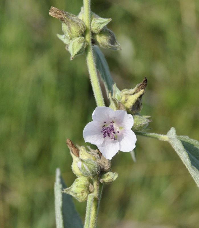 Althaea officinalis гер