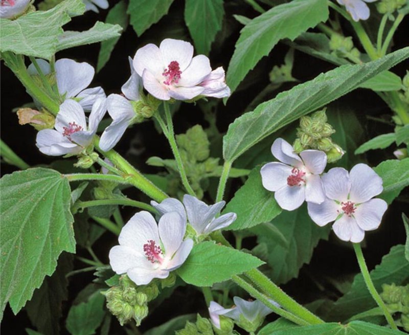 Althaea officinalis