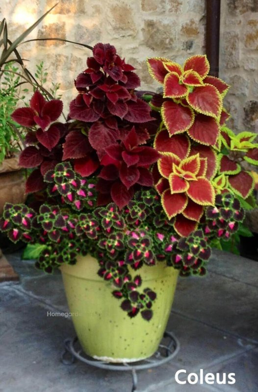 Колеус Wizard Velvet Red