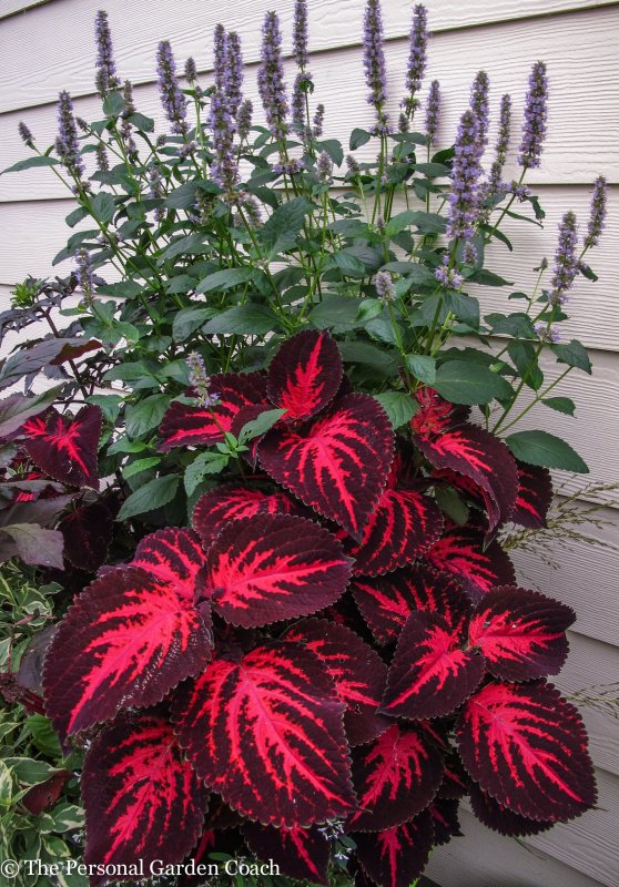 Колеус Coleus Combat