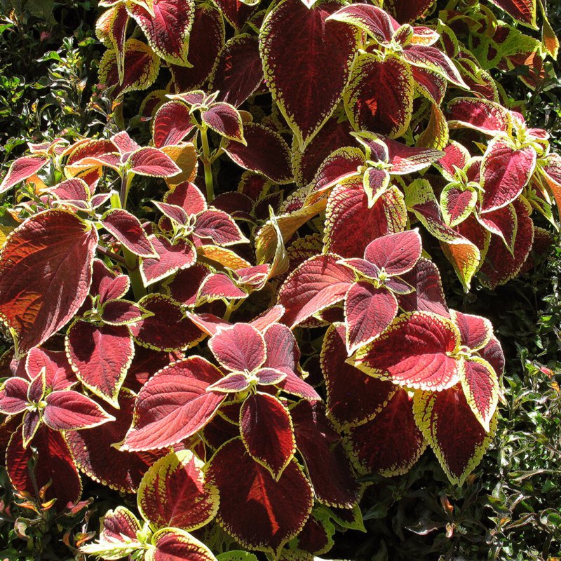Колеус Ренельта Coleus rehneltianus