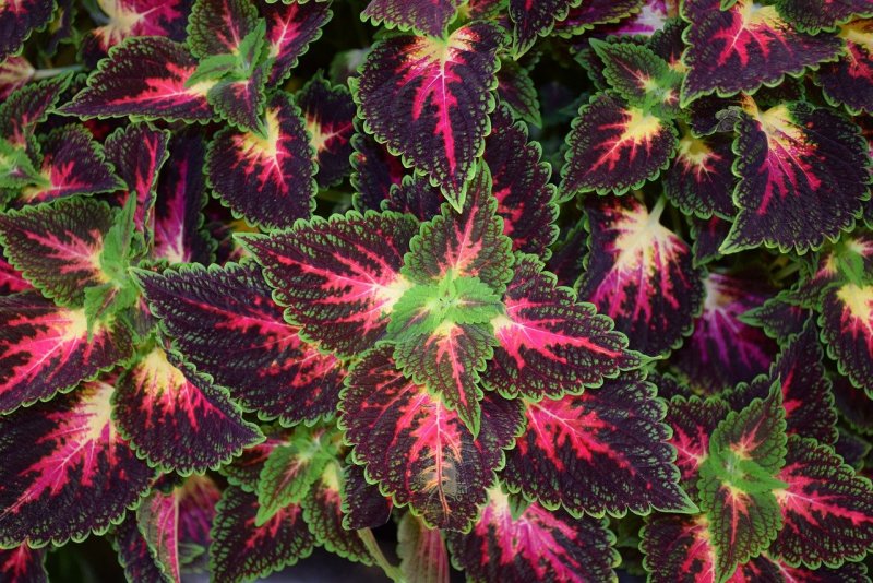 Колеус Coleus Juliet Quartermain