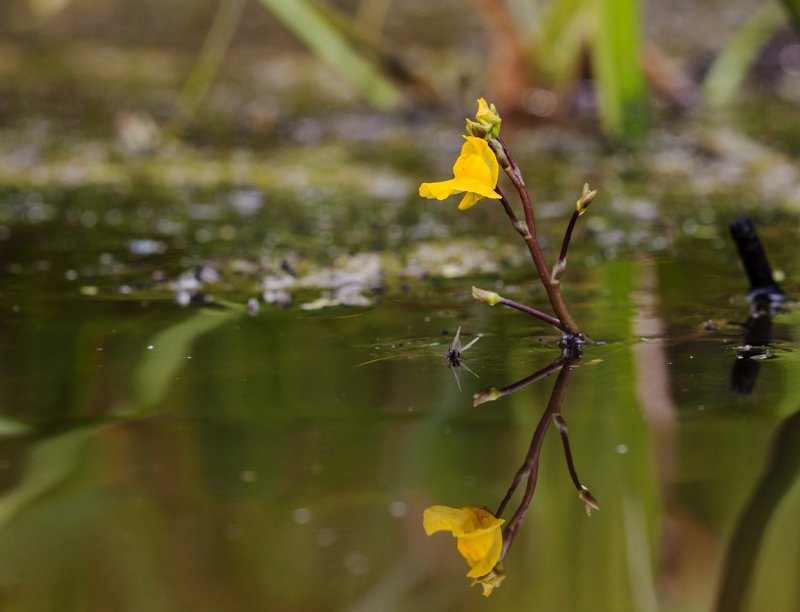 Пузырчатка (Utricularia)