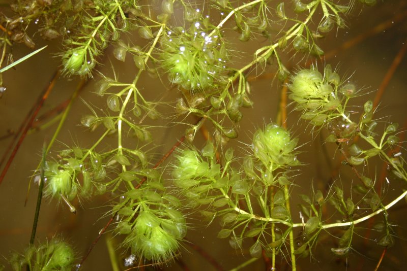 Пузырчатка (Utricularia)