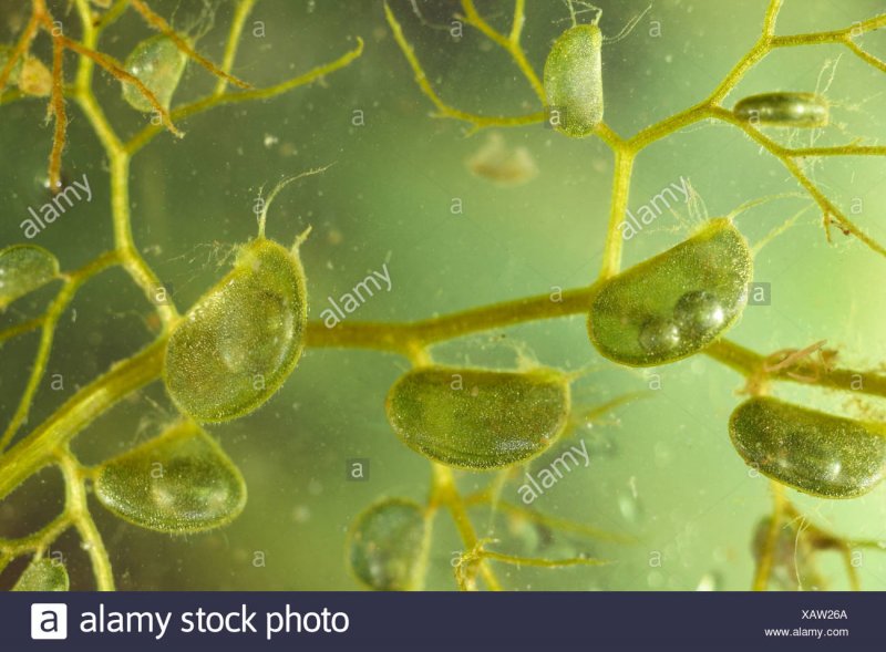 Utricularia Gibba