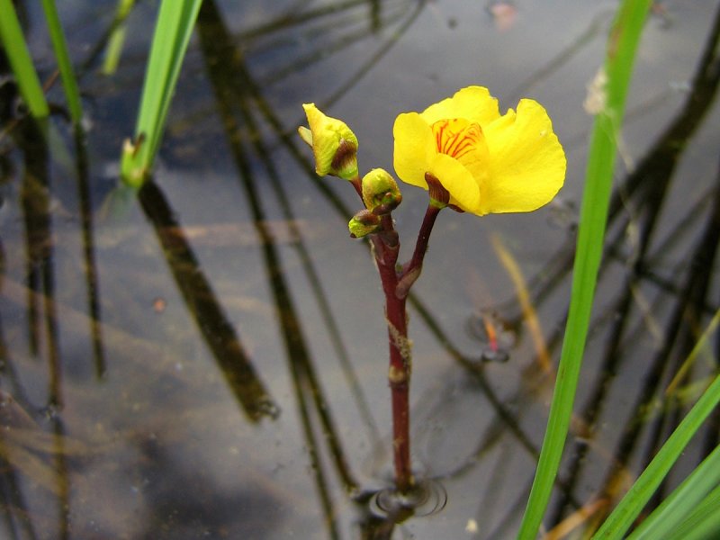 Пузырчатка обыкновенная (Utricularia vulgaris)