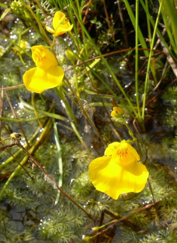 Пузырчатка горбатая (Utricularia Gibba)