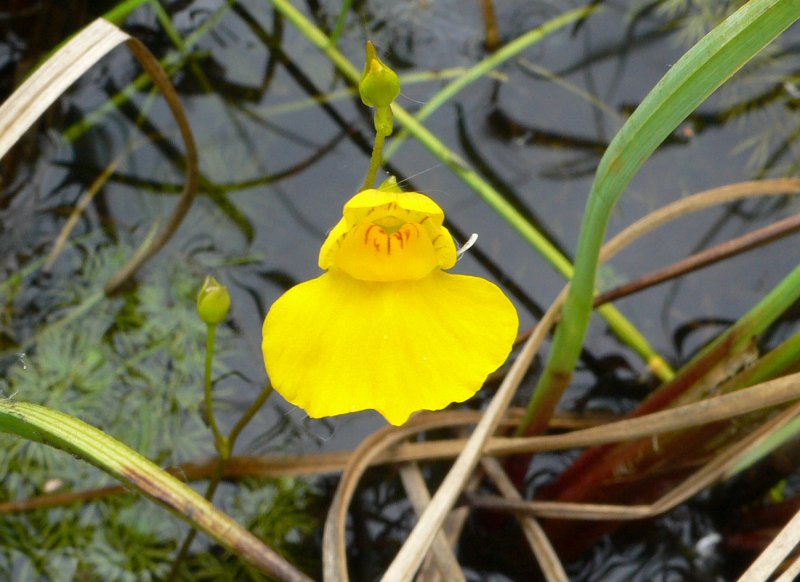 Utricularia vulgaris