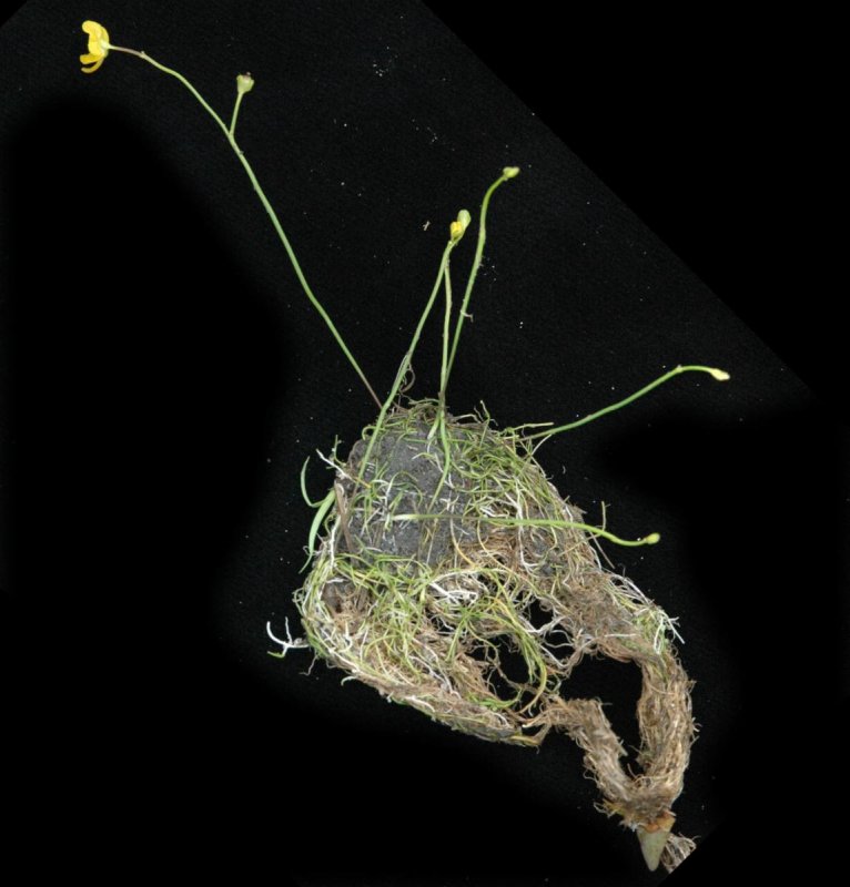 Utricularia Minor
