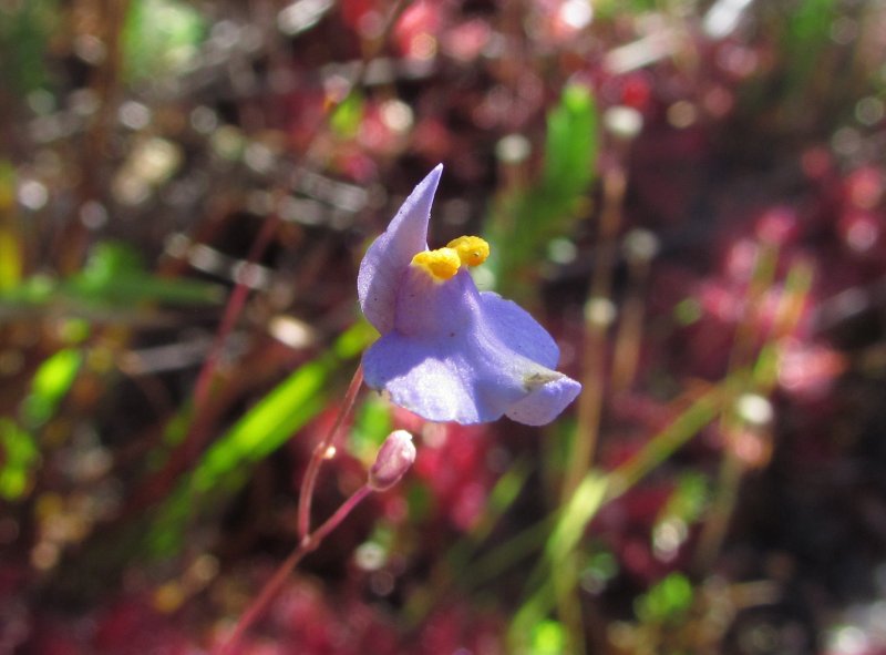 Utricularia Minor