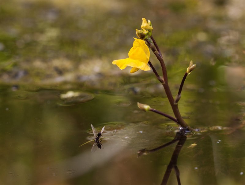 Пузырчатка (Utricularia)