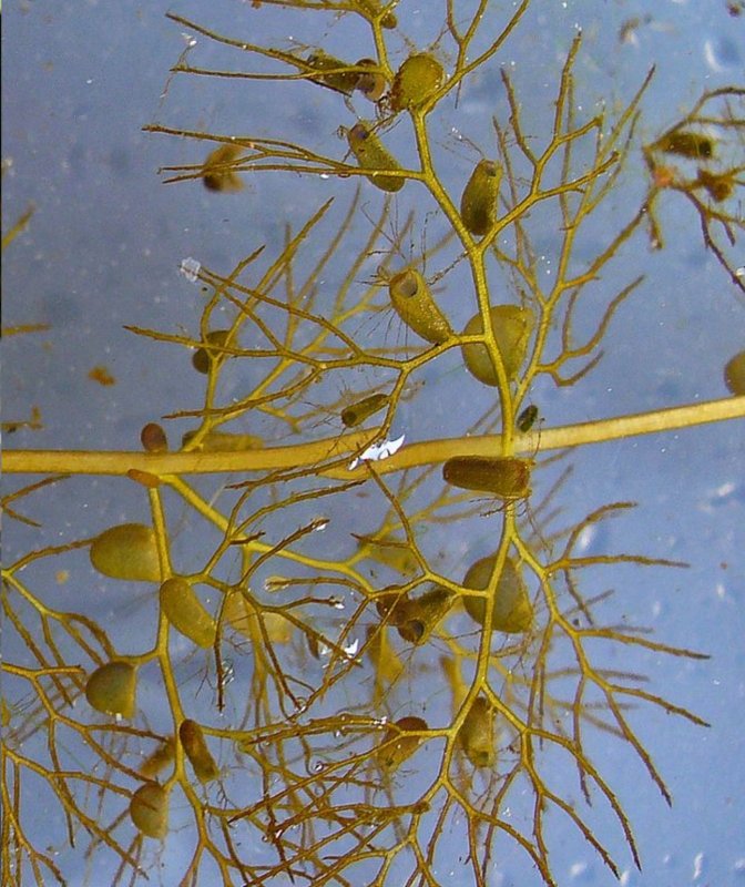 Пузырчатка (Utricularia vulgaris)