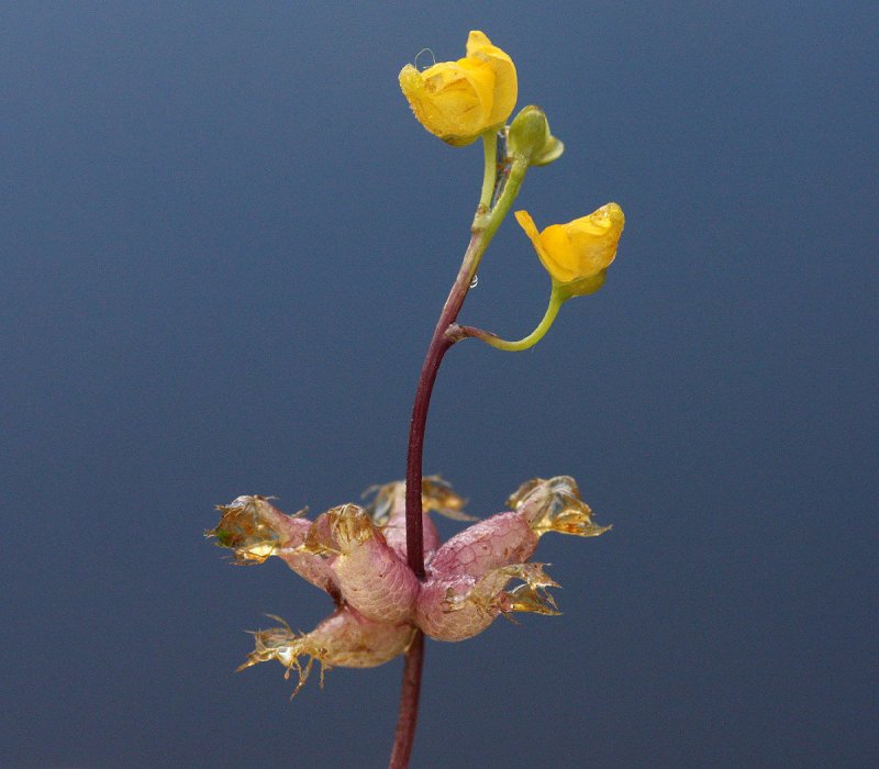 Пузырчатка (Utricularia)