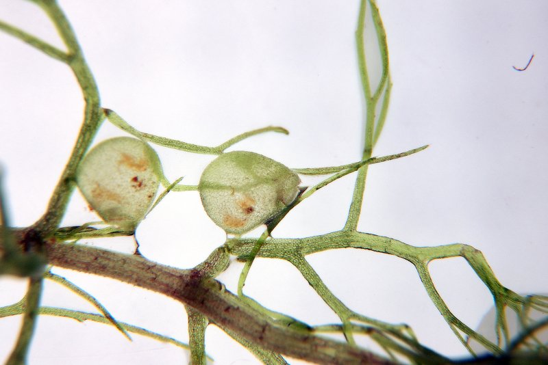 Пузырчатка (Utricularia)