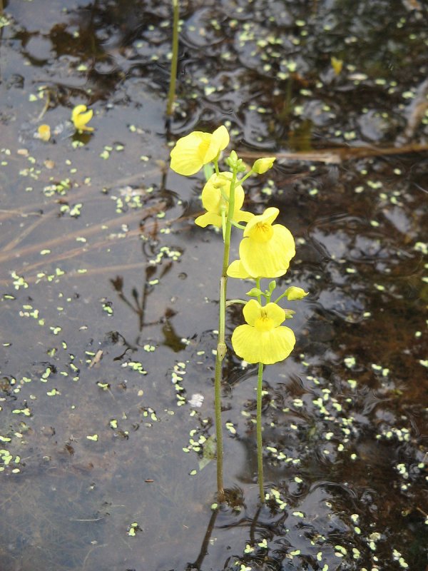 Пузырчатка (Utricularia)