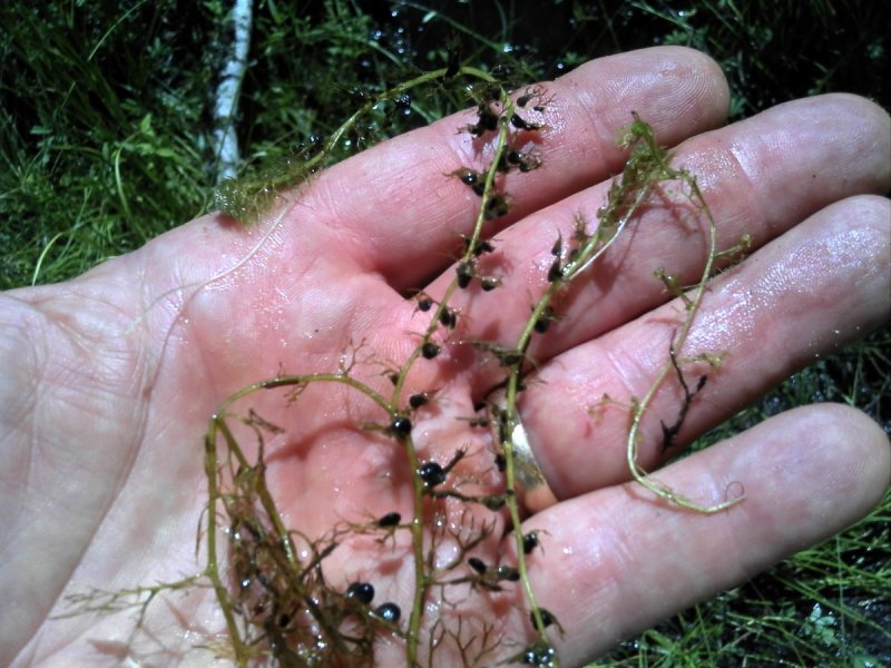 Utricularia Aurea