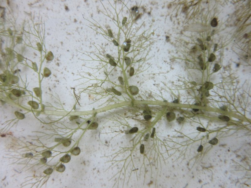 Utricularia Minor l Плантариум