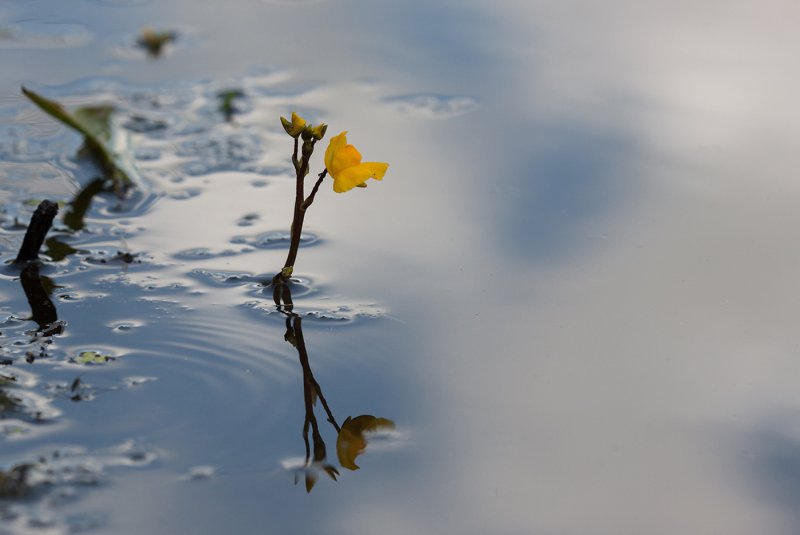 Utricularia odorata