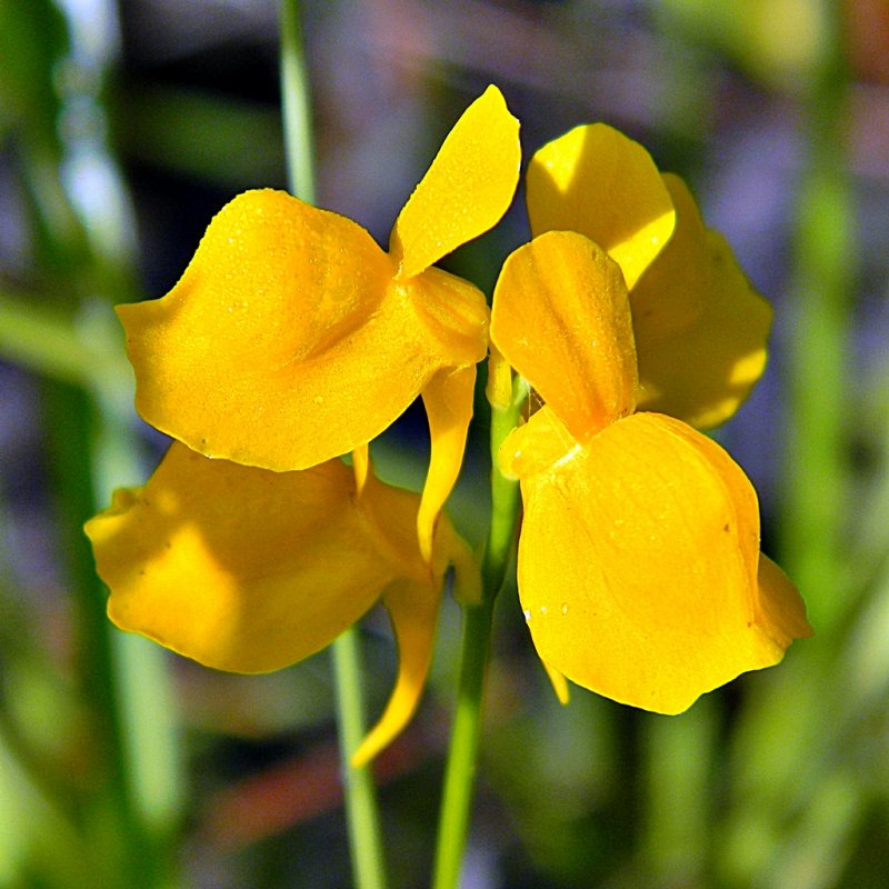 5. Пузырчатка (Utricularia)