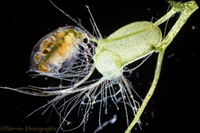 Utricularia цветок