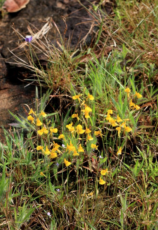 Utricularia ochroleuca