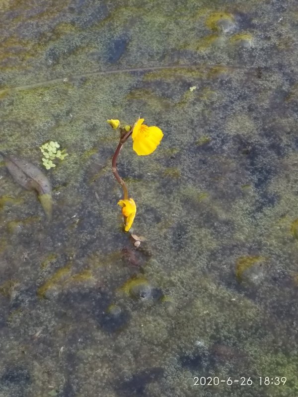 Турион водокраса