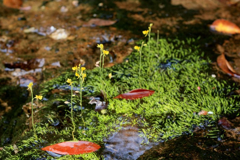 Альдрованда пузырчатая (Aldrovanda vesiculosa)