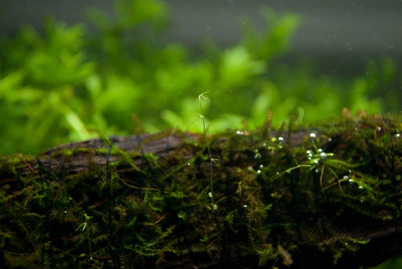 Utrucularia calycifida Bladderwort