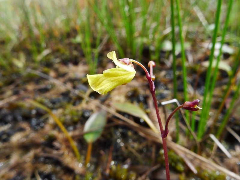 Utricularia цветок