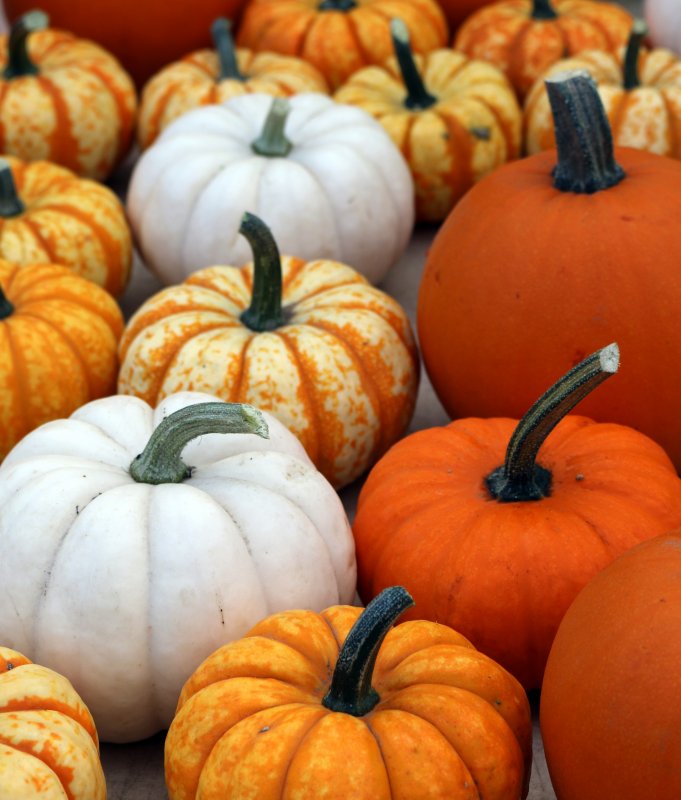 Мускатная тыква (Cucurbita moschata)