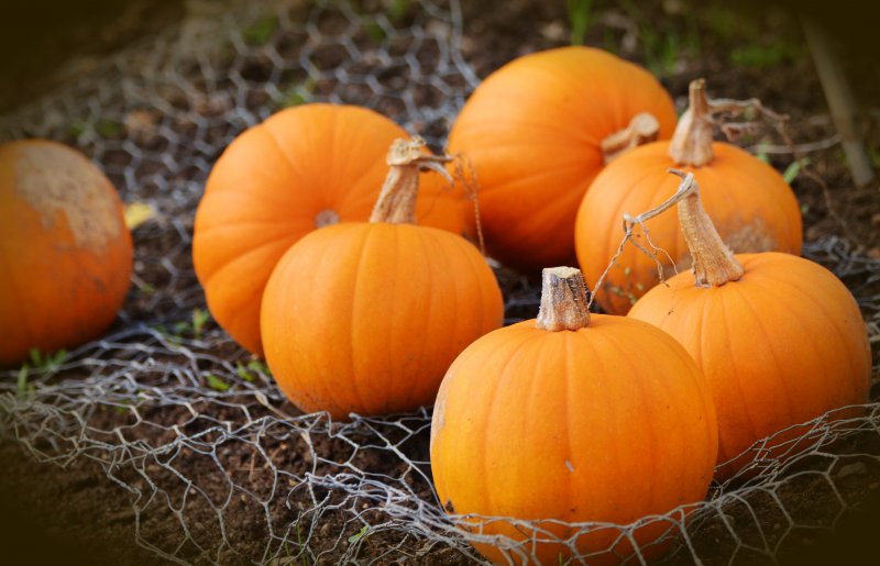 Тыква Squash Jarrahdale