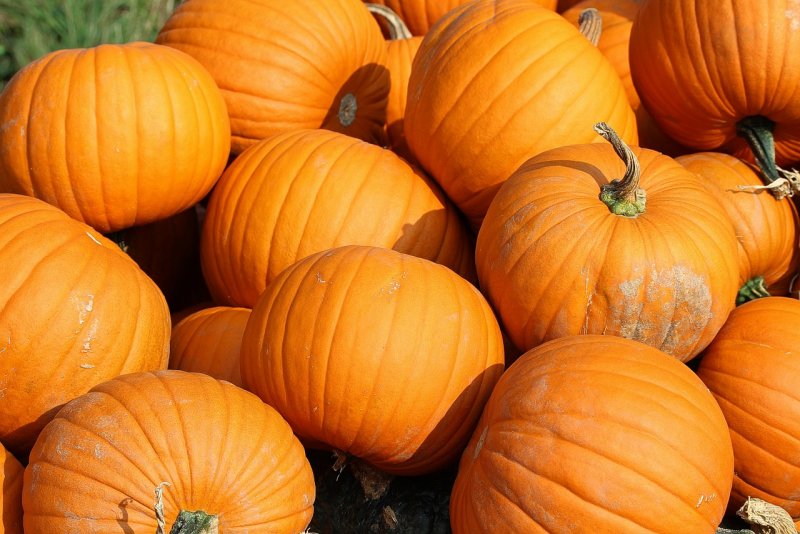 Тыква Squash Jarrahdale